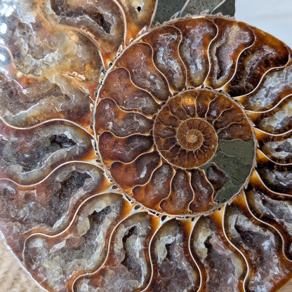 Großes Ammonit Paar / halbiert [A4]