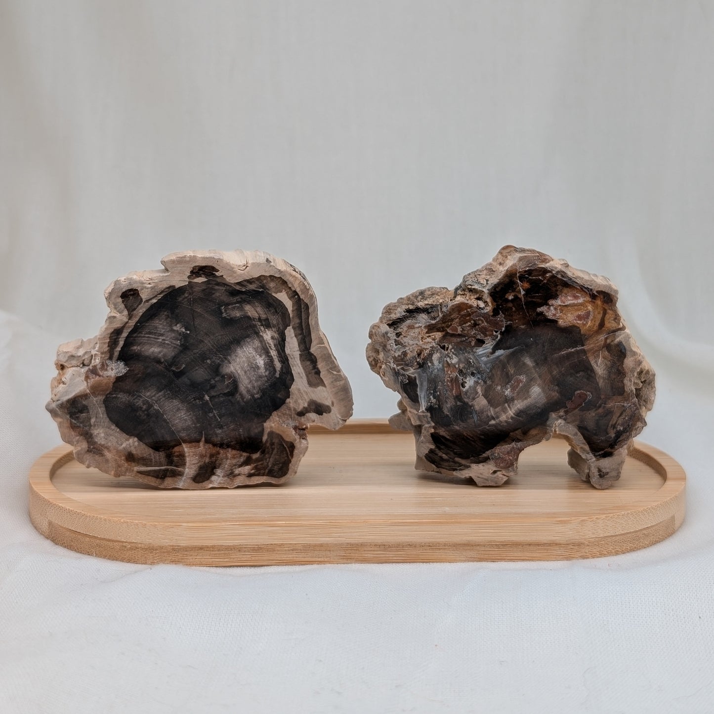 Versteinertes Holz Scheibe [A+B]