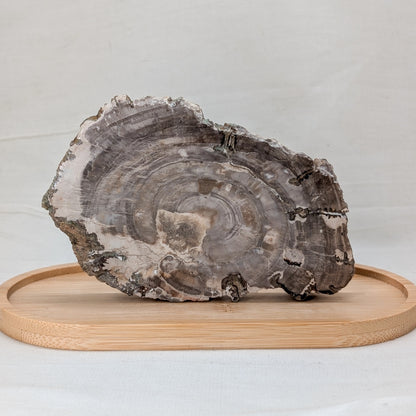 Versteinertes Holz Scheibe [B]