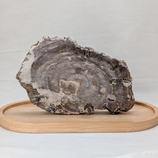 Versteinertes Holz Scheibe [B]