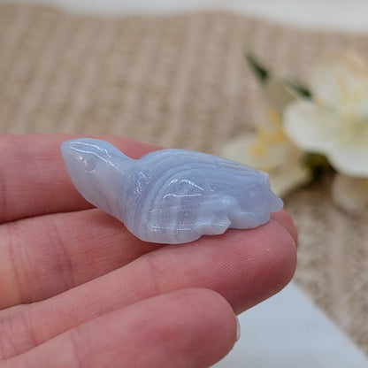 Blue Lace Achat Schildkröte