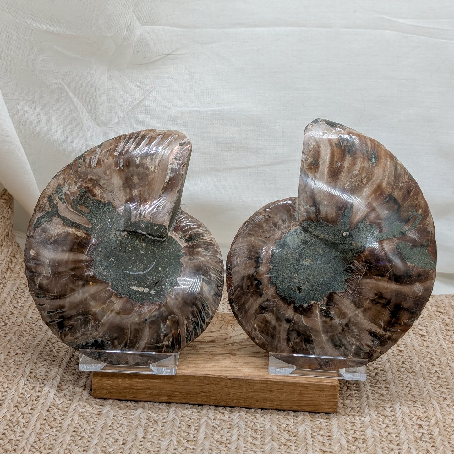 Großes Ammonit Paar / halbiert [A4]