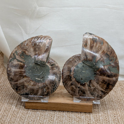 Großes Ammonit Paar / halbiert [A4]